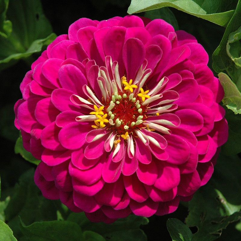 Zinnia Benary's Giant Mix Seed