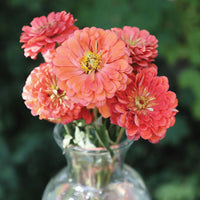 Zinnia Benary's Giant Mix Seed