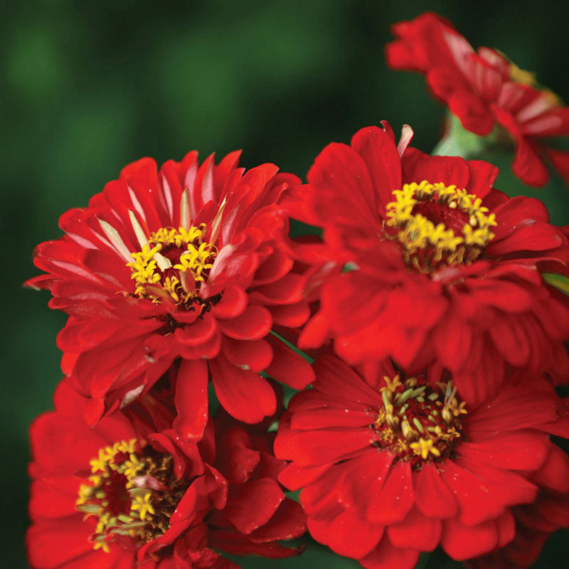 Zinnia Benary's Giant Mix Seed