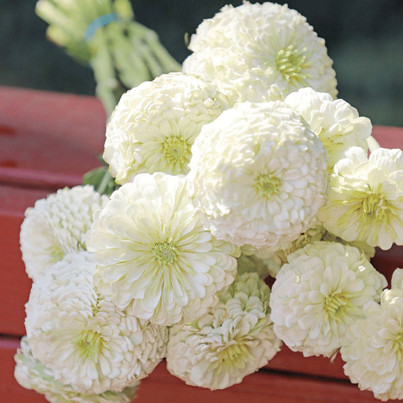 Zinnia Benary's Giant Mix Seed