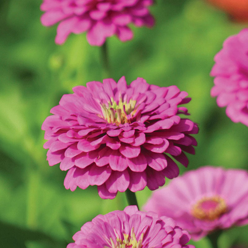 Zinnia Benary's Giant Mix Seed