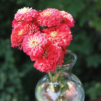 Zinnia Benary's Giant Mix Seed