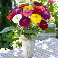 Zinnia Benary's Giant Mix Seed