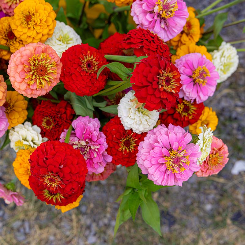 Zinnia Oklahoma Mix Seed