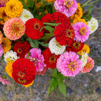 Zinnia Oklahoma Mix Seed