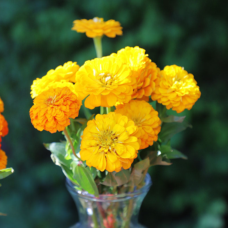 Zinnia Oklahoma Mix Seed