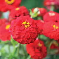 Zinnia Oklahoma Mix Seed