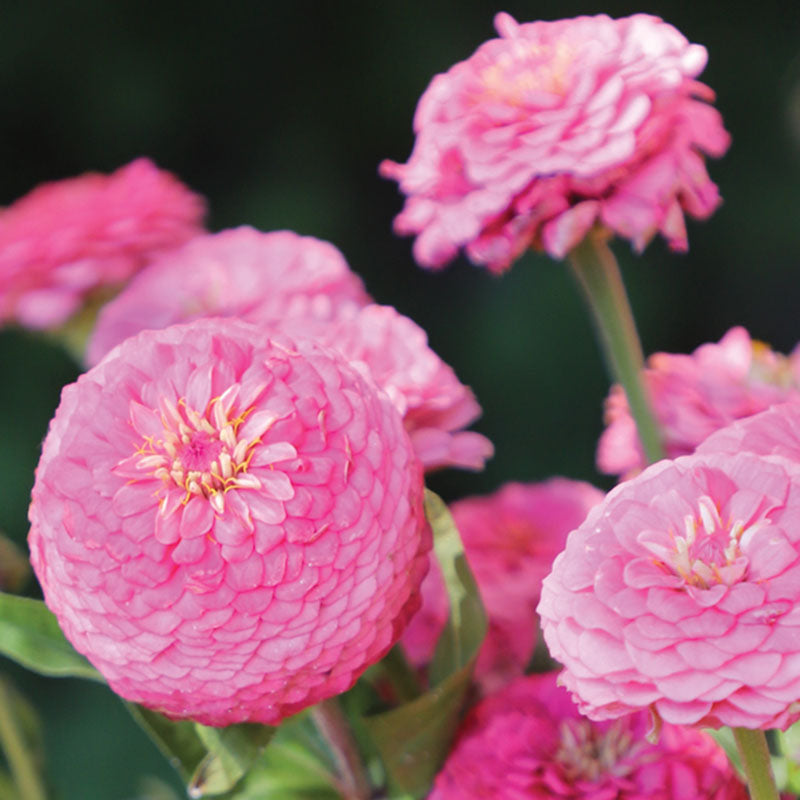 Zinnia Oklahoma Mix Seed