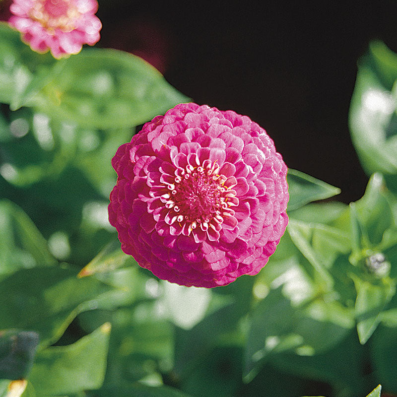 Zinnia Oklahoma Mix Seed