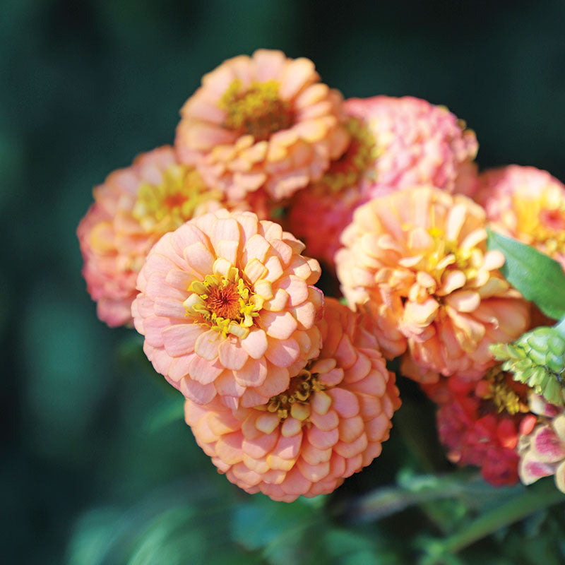 Zinnia Oklahoma Mix Seed