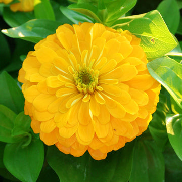 Zinnia Magellan Yellow F1 Seed