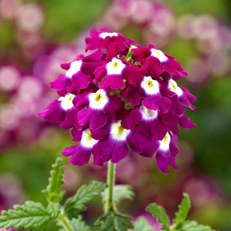 Verbena Obsession Eyed Mix Seed