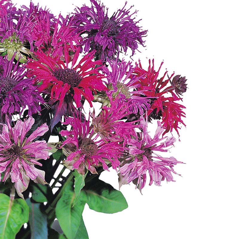 Monarda Panorama Mix F1 Seed