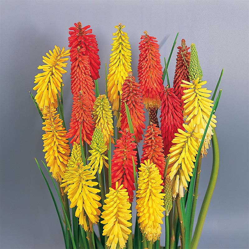 Kniphofia Flamenco Seed