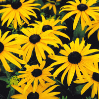 Rudbeckia Goldsturm Seed