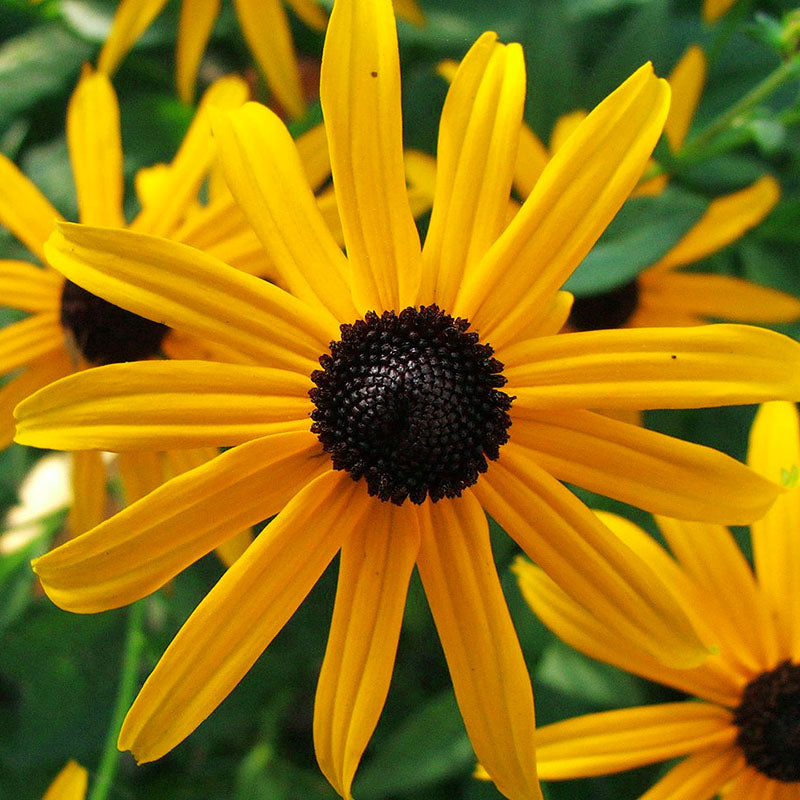 Rudbeckia Goldsturm Seed