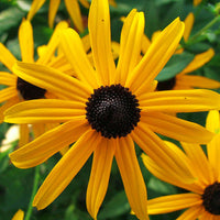 Rudbeckia Goldsturm Seed