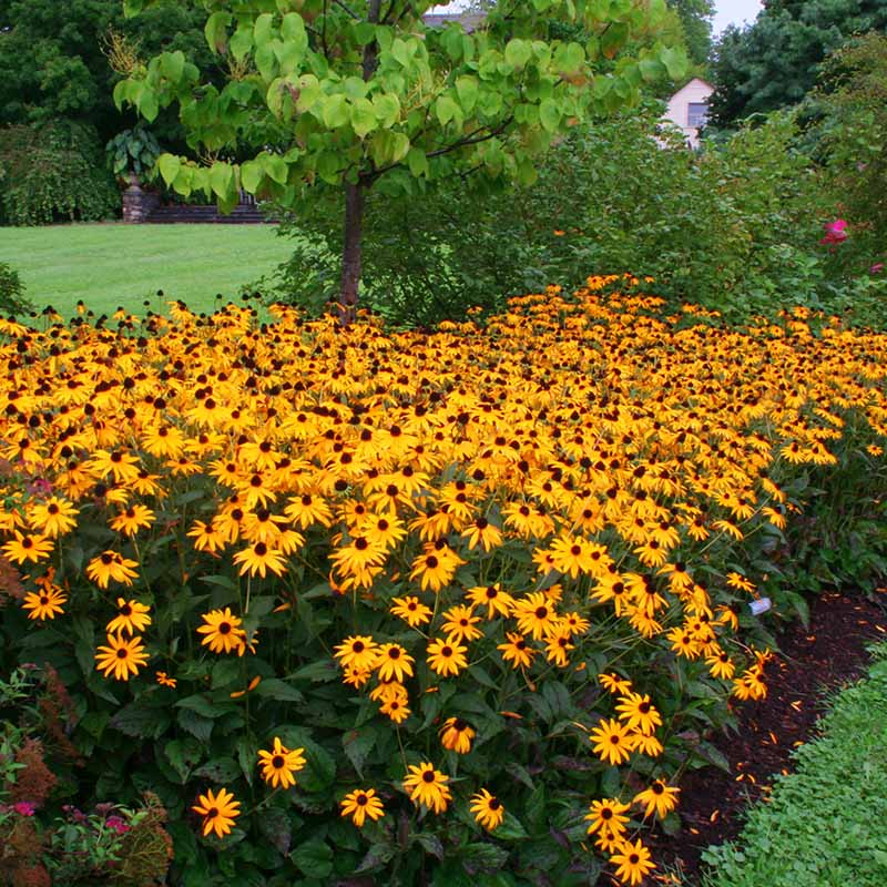 Rudbeckia Goldsturm Seed