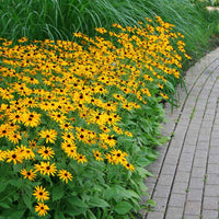 Rudbeckia Goldsturm Seed