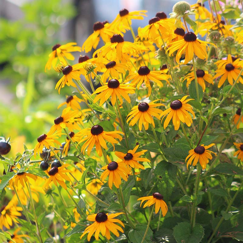 Rudbeckia Goldsturm Seed