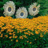 Rudbeckia Goldsturm Seed