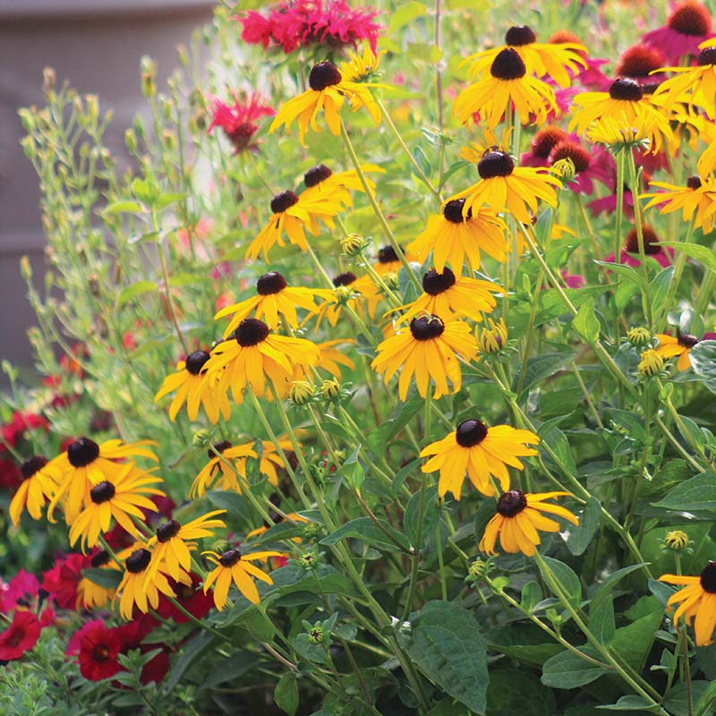 Rudbeckia Goldsturm Seed