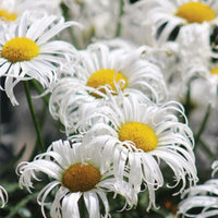 Leucanthemum Crazy Daisy Seed