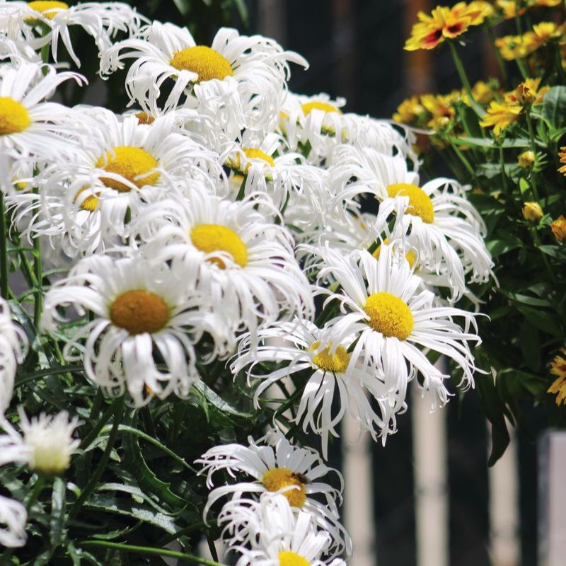 Leucanthemum Crazy Daisy Seed