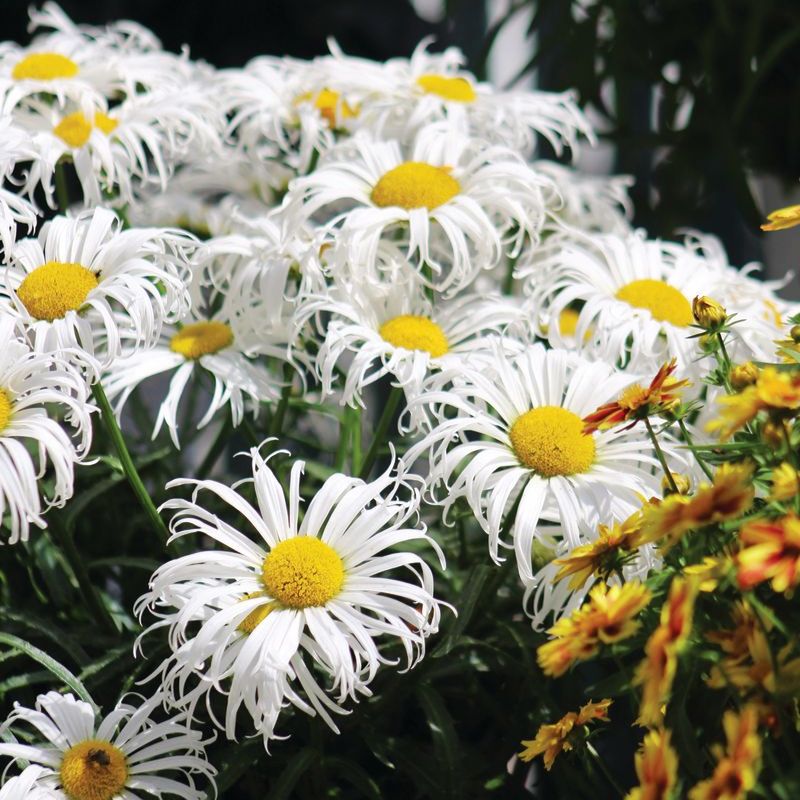 Leucanthemum Crazy Daisy Seed