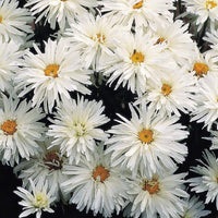 Leucanthemum Crazy Daisy Seed