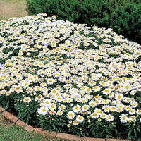 Leucanthemum Snow Lady F1 Seed