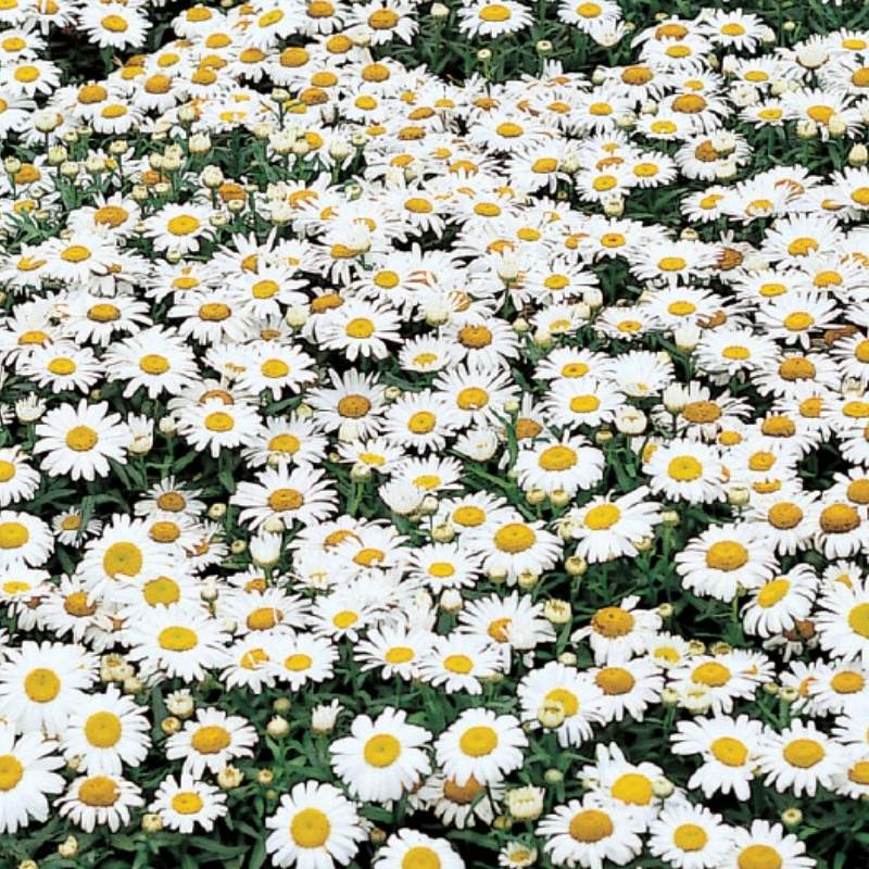 Leucanthemum Snow Lady F1 Seed