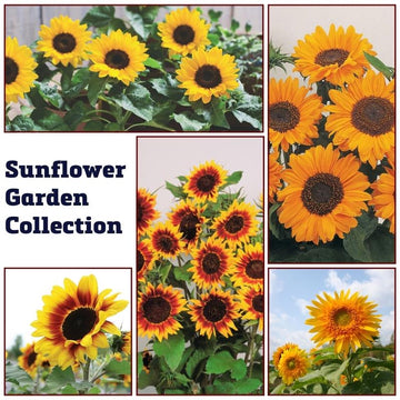 Sunflower Garden Collection Seed