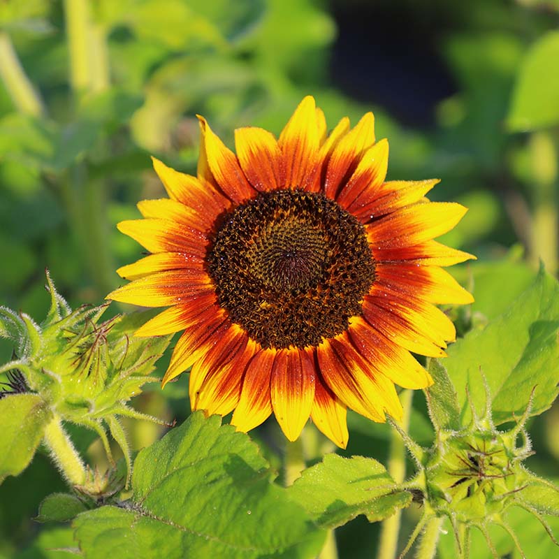 Sunflower Garden Collection Seed