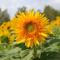 Sunflower Garden Collection Seed