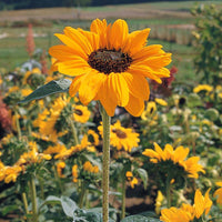 Sunflower Garden Collection Seed