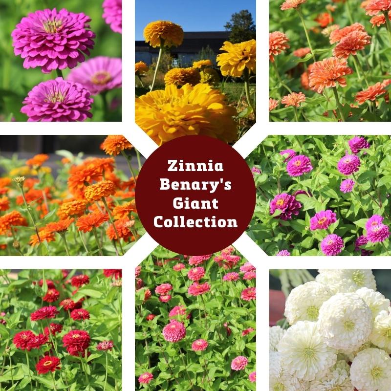 Zinnia Benary's Giant Collection Seed