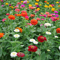 Zinnia Benary's Giant Collection Seed