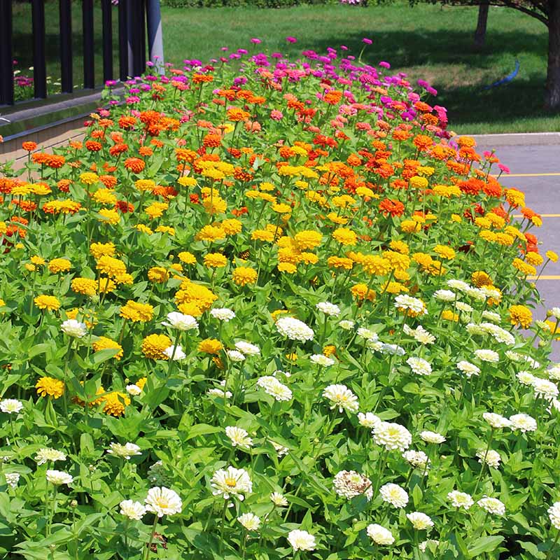 Zinnia Benary's Giant Collection Seed