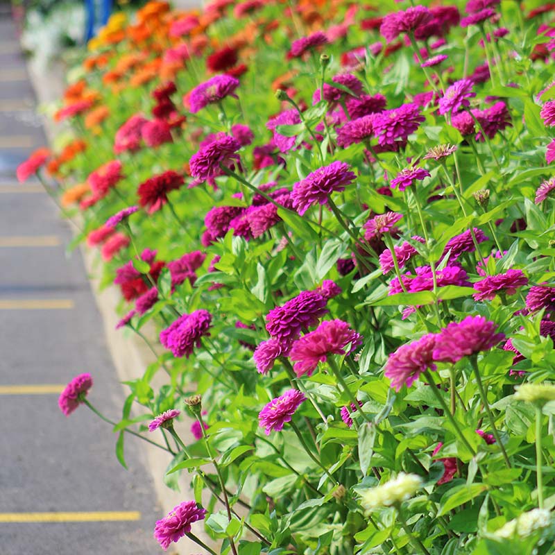 Zinnia Benary's Giant Collection Seed