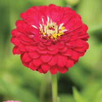 Zinnia Benary's Giant Collection Seed