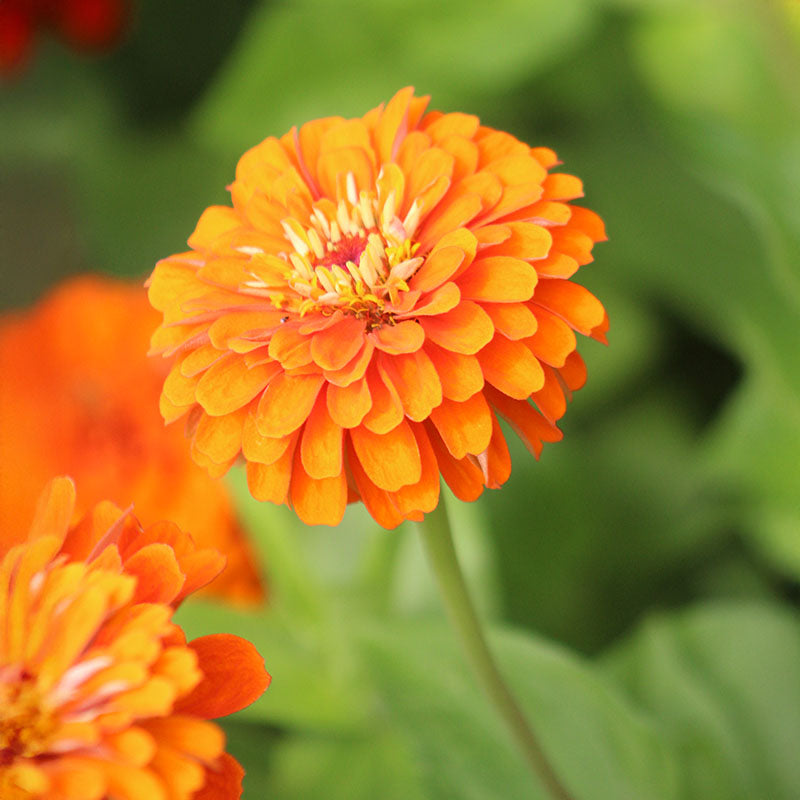 Zinnia Benary's Giant Collection Seed