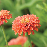 Zinnia Benary's Giant Collection Seed