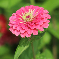 Zinnia Benary's Giant Collection Seed