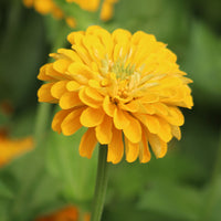 Zinnia Benary's Giant Collection Seed