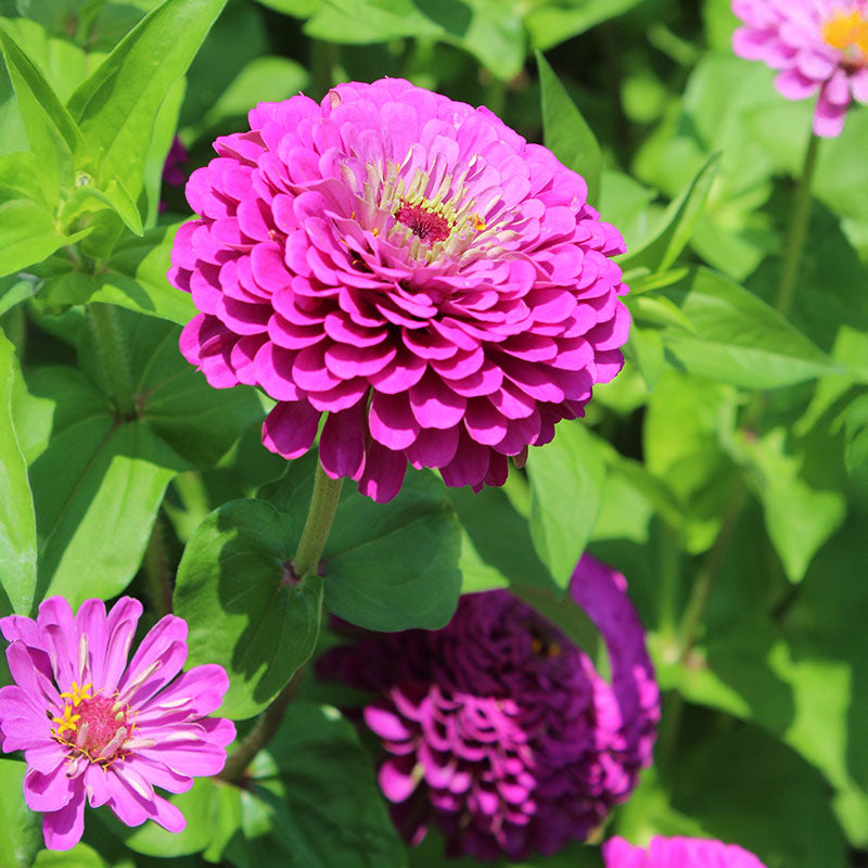 Zinnia Benary's Giant Collection Seed