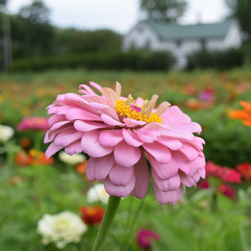 Zinnia Benary's Giant Collection Seed