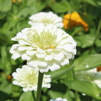 Zinnia Benary's Giant Collection Seed