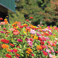 Zinnia Benary's Giant Collection Seed