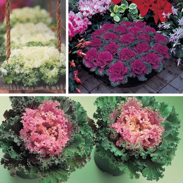 Ornamental Kale Home Garden Collection F1 Seed